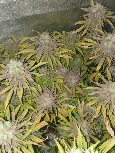 Growreport Bild 7