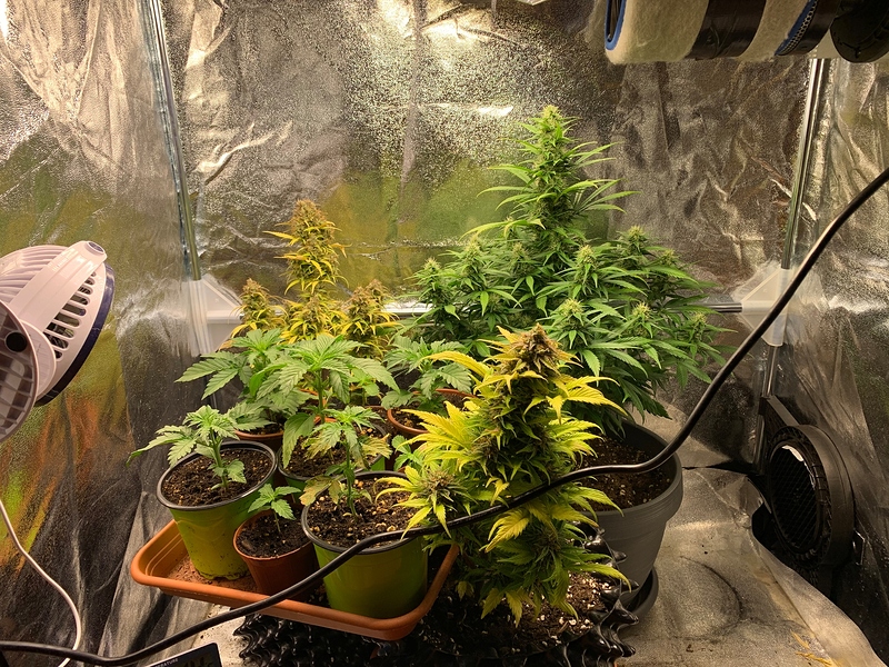 Indoor Grow RQS Auto: Royal Cookies, Royal AK, Northern Lights