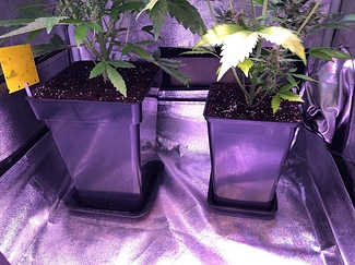 Growreport Bild 40
