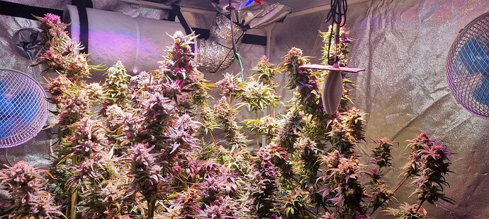 Growreport Bild 42