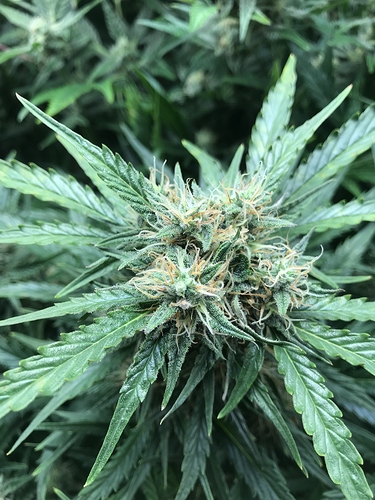 Growreport Bild 5