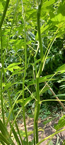 Growreport Bild 5
