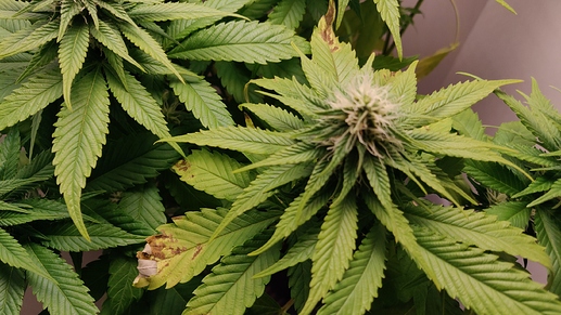 Growreport Bild 10