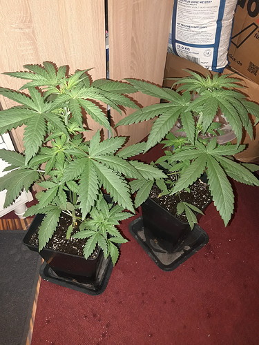 Growreport Bild 12