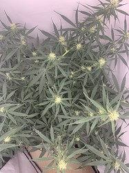 Growreport Bild 17