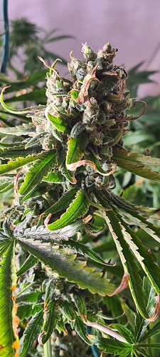 Growreport Bild 16