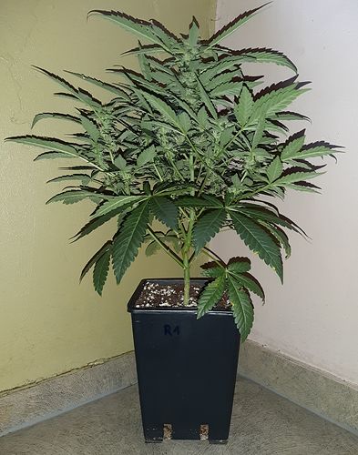 Growreport Bild 1