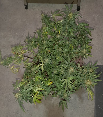 Growreport Bild 2