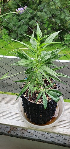Growreport Bild 19