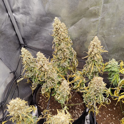 Growreport Bild 17