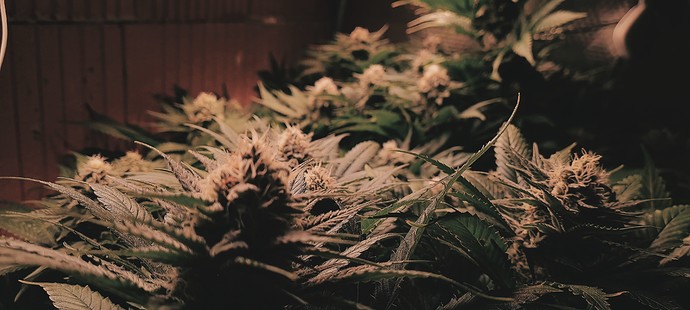 Mehrere blühende Cannabispflanzen mit dichten Blütenständen und fächerförmigen Blättern, beleuchtet von warmem Licht.