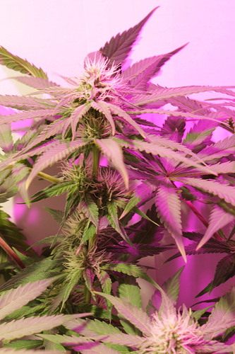 Growreport Bild 3