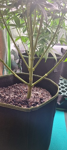 Growreport Bild 3