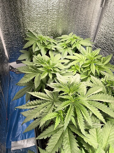Growreport Bild 4