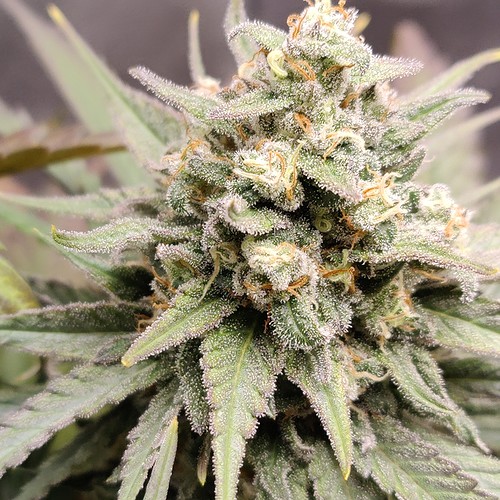 Growreport Bild 14
