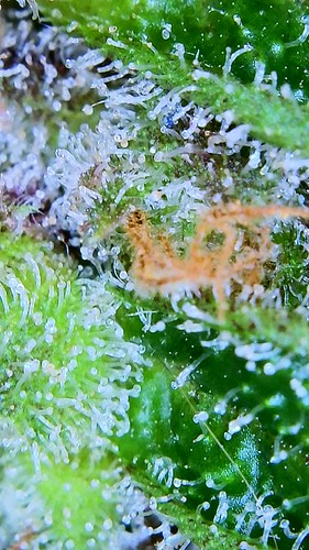Growreport Bild 2