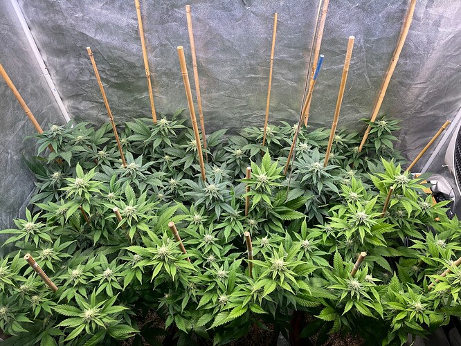 Growreport Bild 2