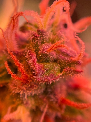 Growreport Bild 26