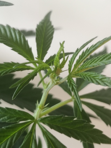 Growreport Bild 3