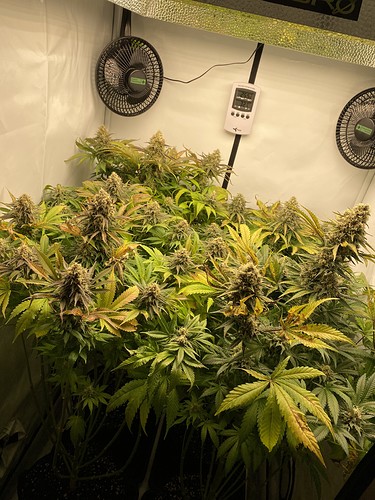 Growreport Bild 1