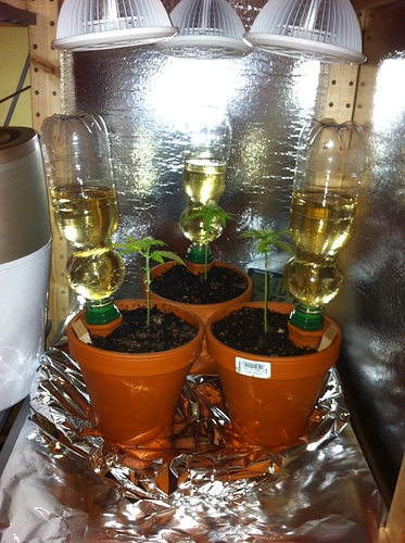 Growreport Bild 28