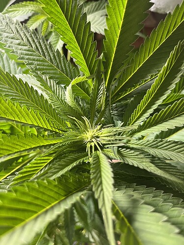 Growreport Bild 4