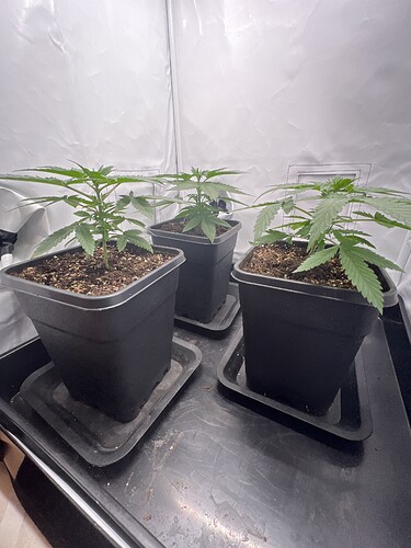 Growreport Bild 2