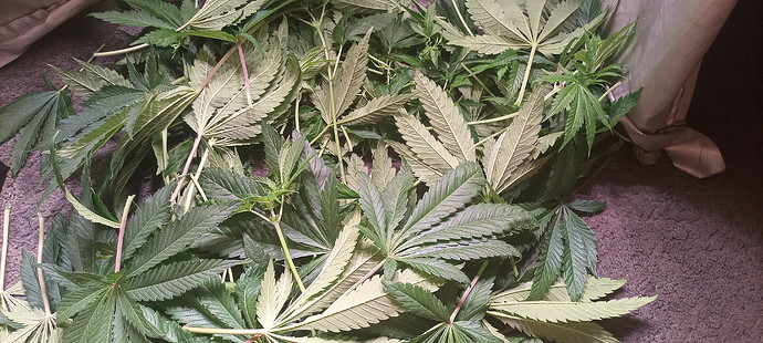 Growreport Bild 18