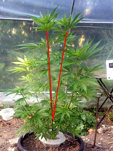 Growreport Bild 3
