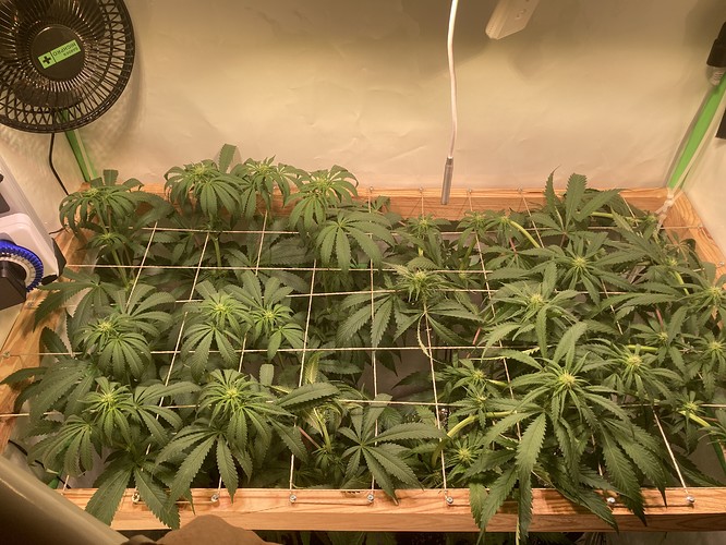 Growreport Bild 1