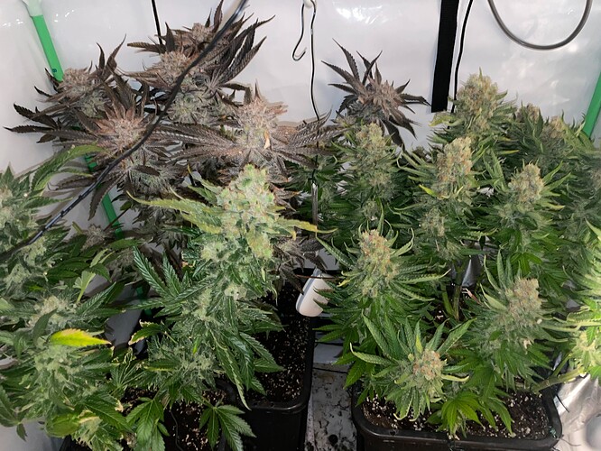 Growreport Bild 7