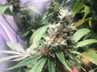 Growreport Bild 6