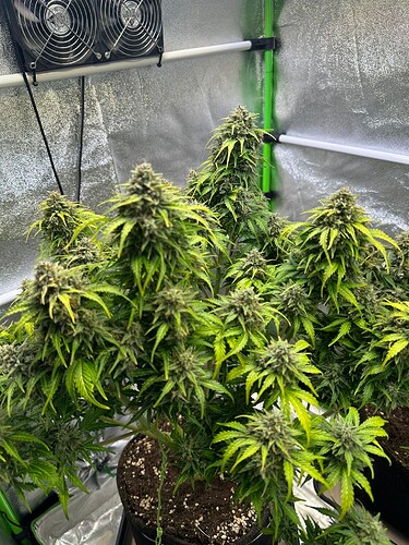 Growreport Bild 17