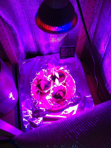 Growreport Bild 23