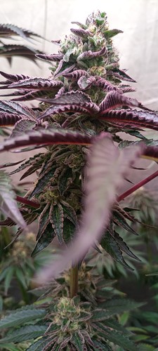 Growreport Bild 13