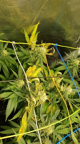 Growreport Bild 5