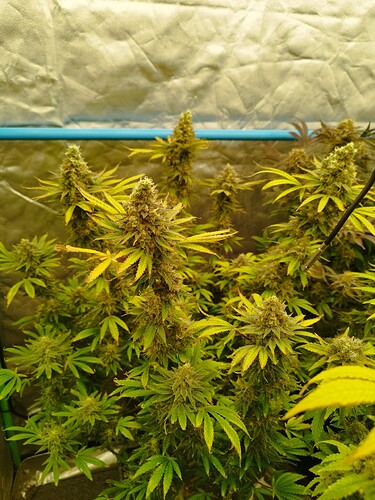 Growreport Bild 19
