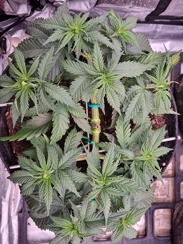 Growreport Bild 11