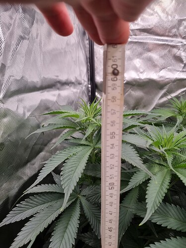 Growreport Bild 7