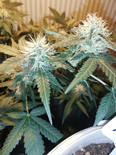 Growreport Bild 8