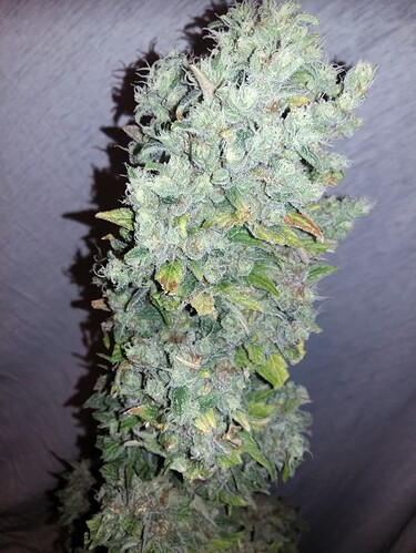 Growreport Bild 20