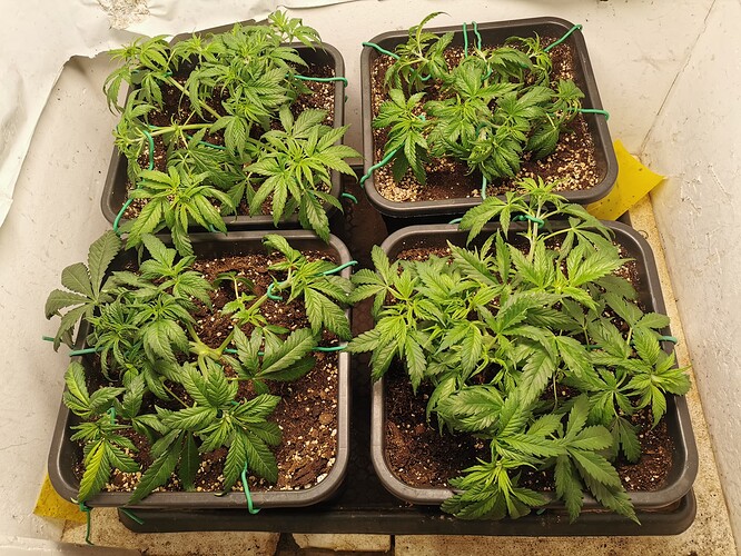 Growreport Bild 9