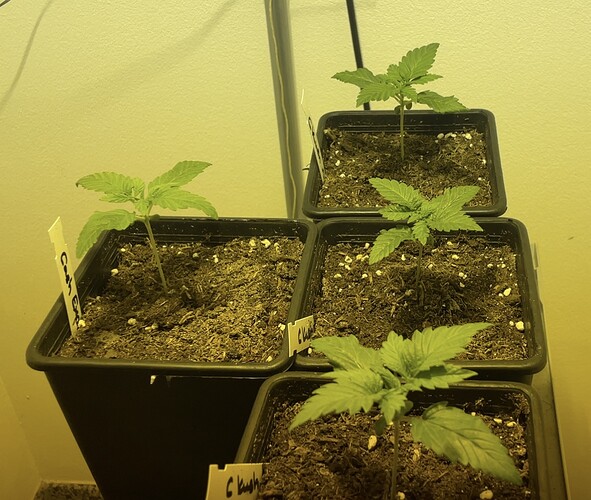 Growreport Bild 3