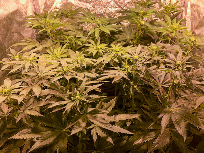 Growreport Bild 1