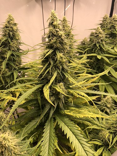 Growreport Bild 1