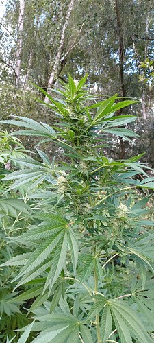 Growreport Bild 4