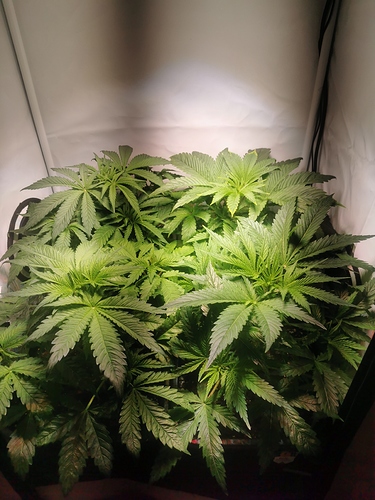 Growreport Bild 1