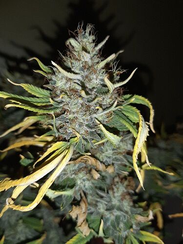 Growreport Bild 3