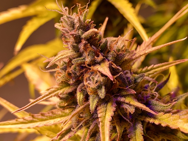Growreport Bild 2
