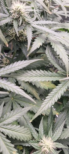 Growreport Bild 15